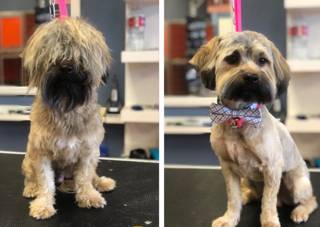 Best Pet Salon in Calgary