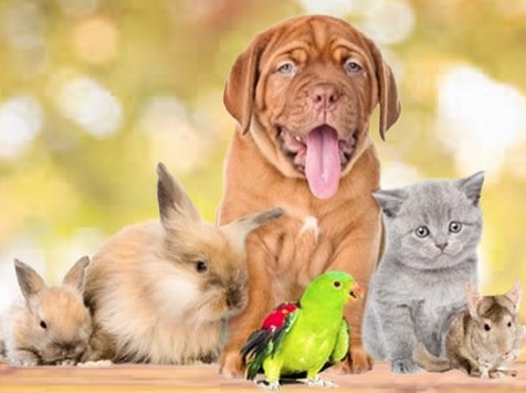 Best Healthy Pet Food Store in Calgary