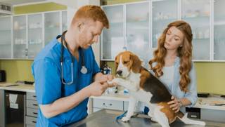 Best Vet Service in Calgary